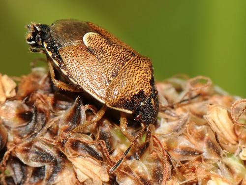 Réf. 124 043 : Rubiconia intermedia