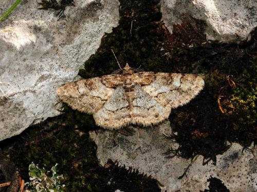 Réf. 124 723 : Cleora cinctaria