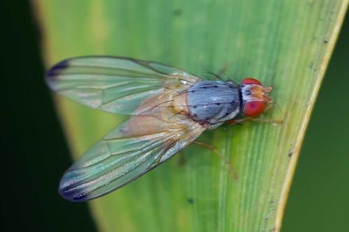 Palloptera sp.