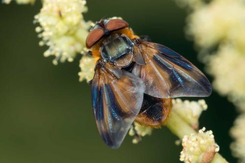 Phasia hemiptera