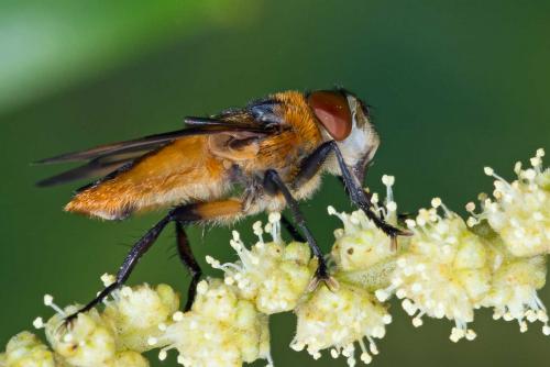 Phasia hemiptera