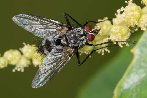 Dinera ferina