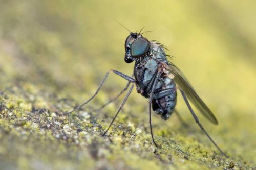 Réf. 124 528 : Medetera sp.