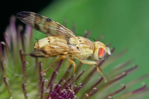 Réf. 124 607 : Terellia tussilaginis