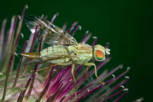 Réf. 124 608 : Terellia tussilaginis