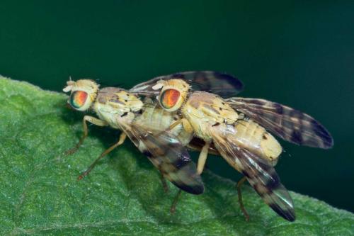 Réf. 124 610 : Terellia tussilaginis