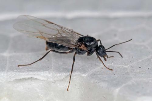 Lasius sp.