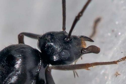 Réf. 124 847 : Lasius sp.