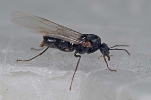 Lasius sp.