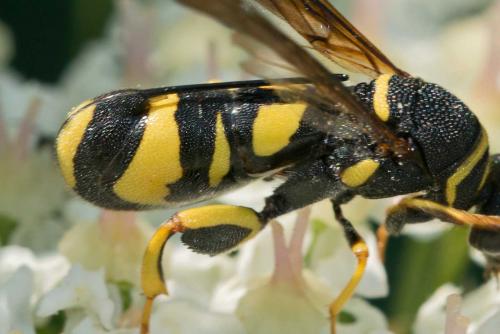 Réf. 124 808 : Leucospis dorsigera