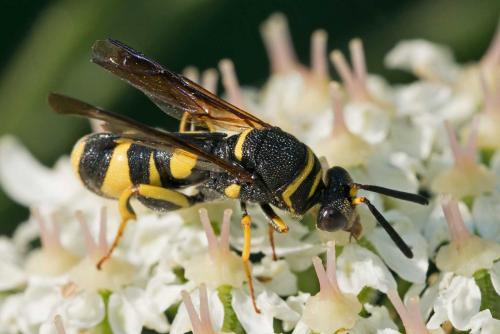 Leucospis dorsigera