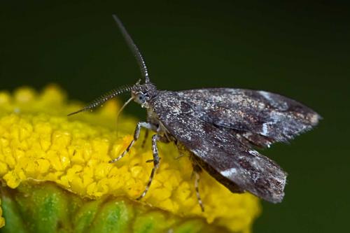 Anthophila fabriciana