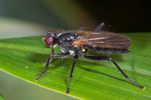 Réf. 124 925 : Cordilura ciliata