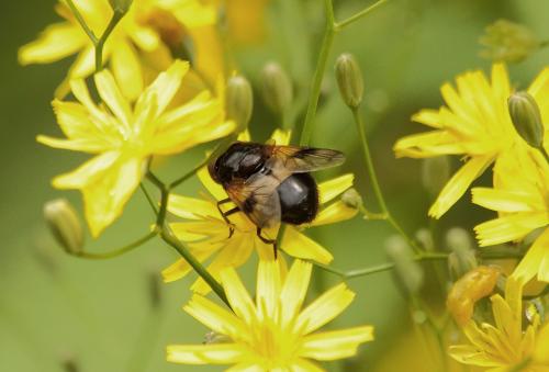 Volucella pellucens