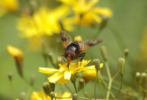 Volucella pellucens