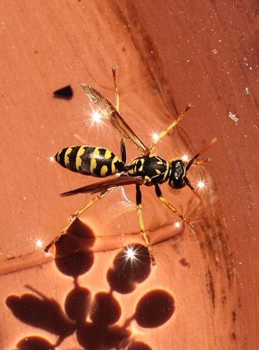 Polistes dominula