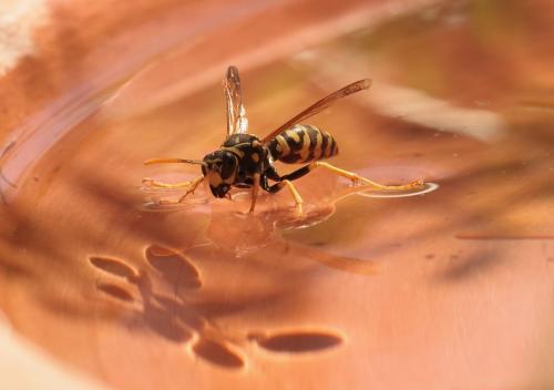 Polistes dominula
