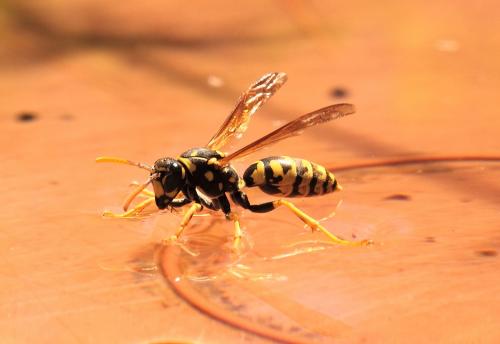 Réf. 124 375 : Polistes dominula