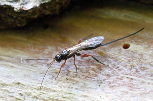 Odontocolon geniculatum
