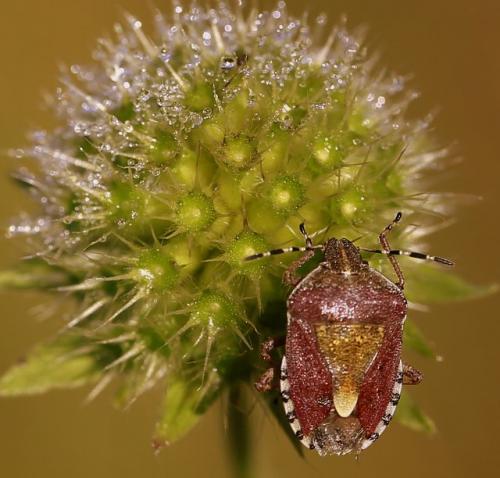 Dolycoris baccarum