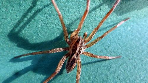 Hogna radiata