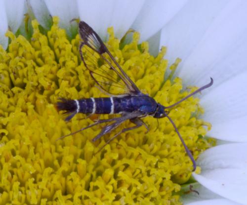 Synanthedon sp.