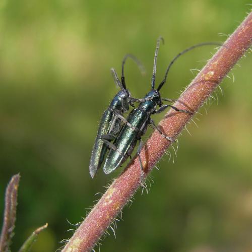 Agapanthia sp.
