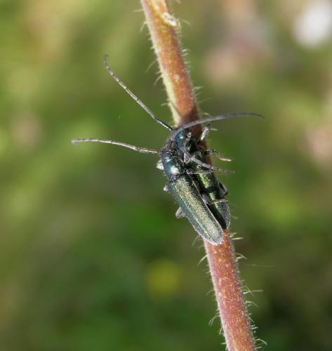 Agapanthia sp.