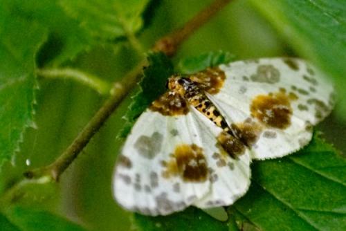 Abraxas sylvata
