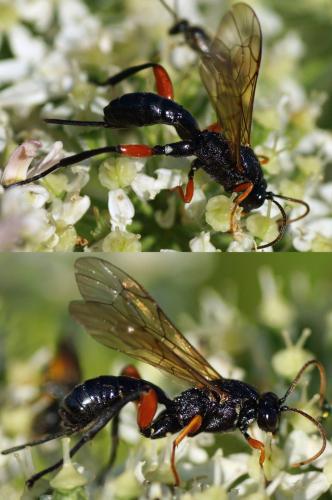 Réf. 124 363 : Phaenolobus terebrator