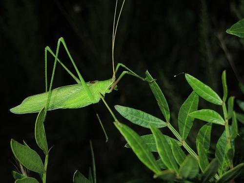 Acrometopa italica