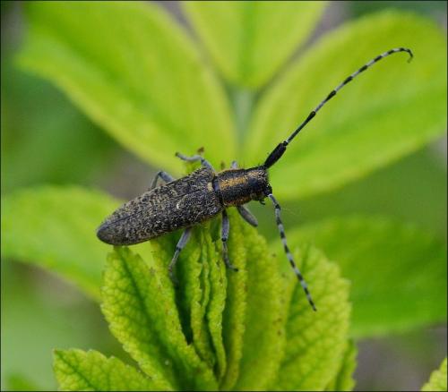 Agapanthia villosoviridescens
