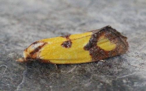 Agapeta zoegana