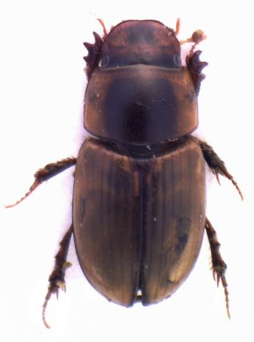 Acanthobodilus immundus