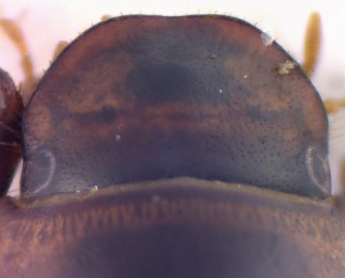 Réf. 124 678 : Acanthobodilus immundus
