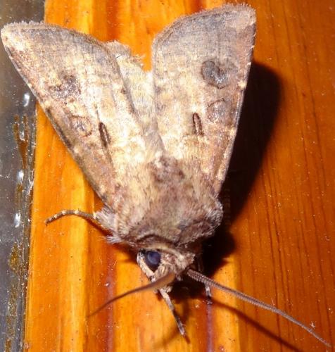 Agrotis clavis