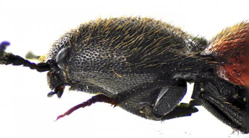 Réf. 124 698 : Ampedus quercicola
