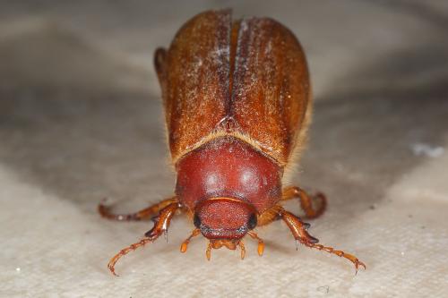 Amphimallon assimile