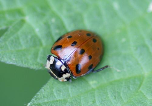 Réf. 124 257 : Anatis ocellata