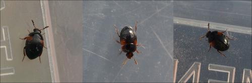 Anisotoma humeralis