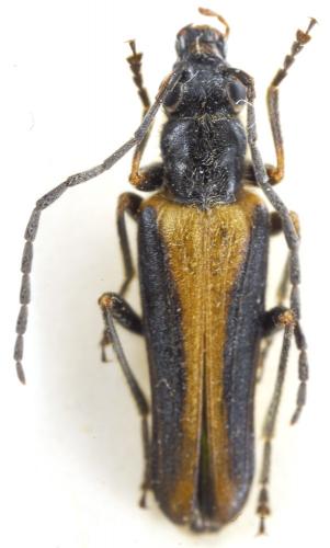 Réf. 124 600 : Anogcodes rufiventris