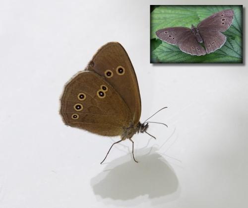 Aphantopus hyperantus