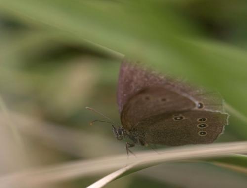 Réf. 124 606 : Aphantopus hyperantus