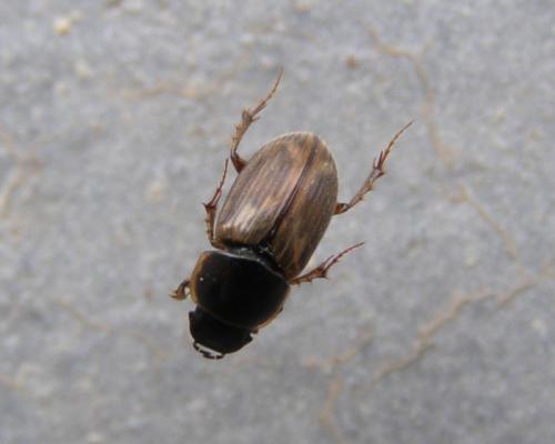 Réf. 124 570 : Melinopterus prodromus