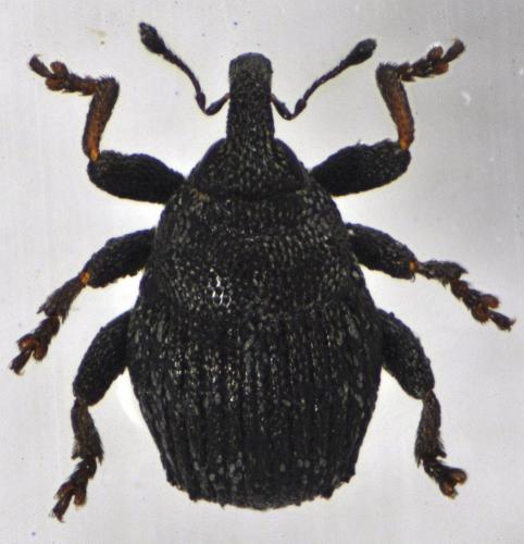 Réf. 124 596 : Aphytobius sphaerion