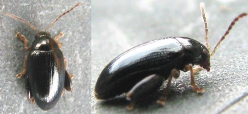 Réf. 124 119 : Psylliodes sp.