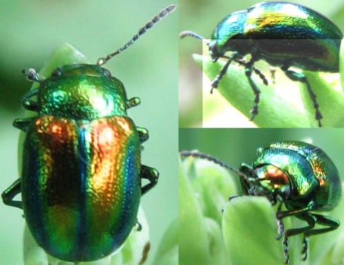 Chrysolina fastuosa