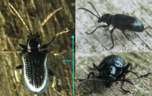 Oulema sp.