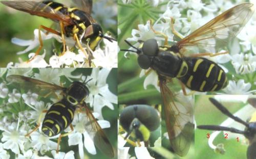 Chrysotoxum festivum