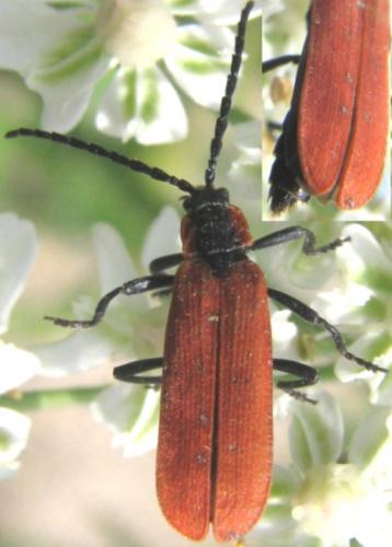 Réf. 124 763 : Lygistopterus sanguineus